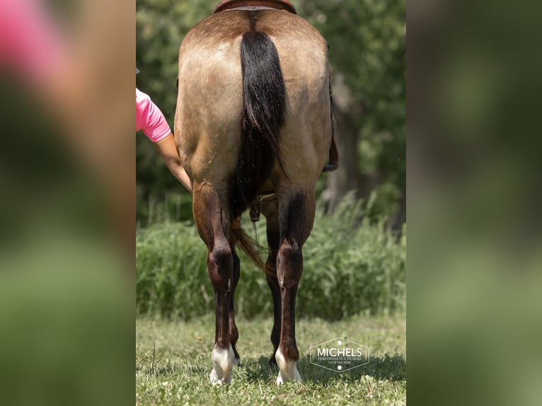 American Quarter Horse Castrone 6 Anni Pelle di daino in River Falls Wi