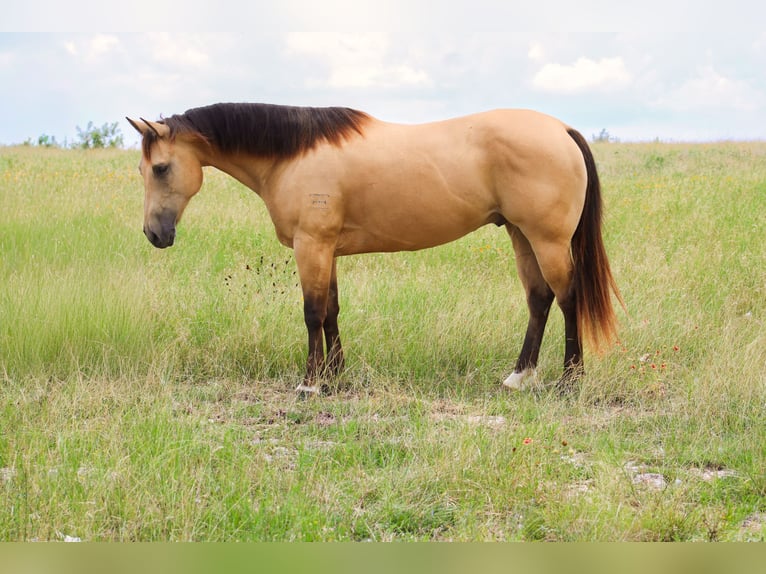 American Quarter Horse Castrone 6 Anni Pelle di daino in Killeen