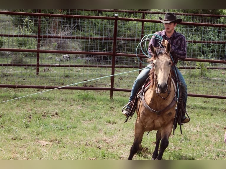 American Quarter Horse Castrone 6 Anni Pelle di daino in Killeen