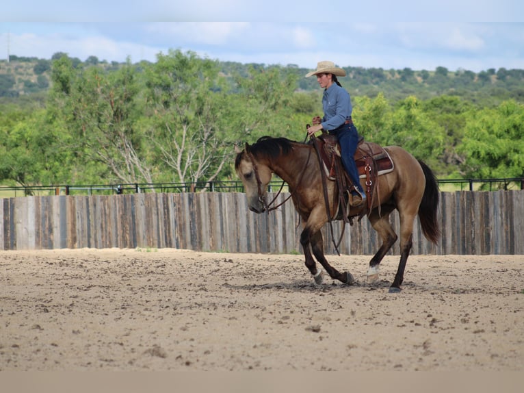 American Quarter Horse Castrone 6 Anni Pelle di daino in Killeen