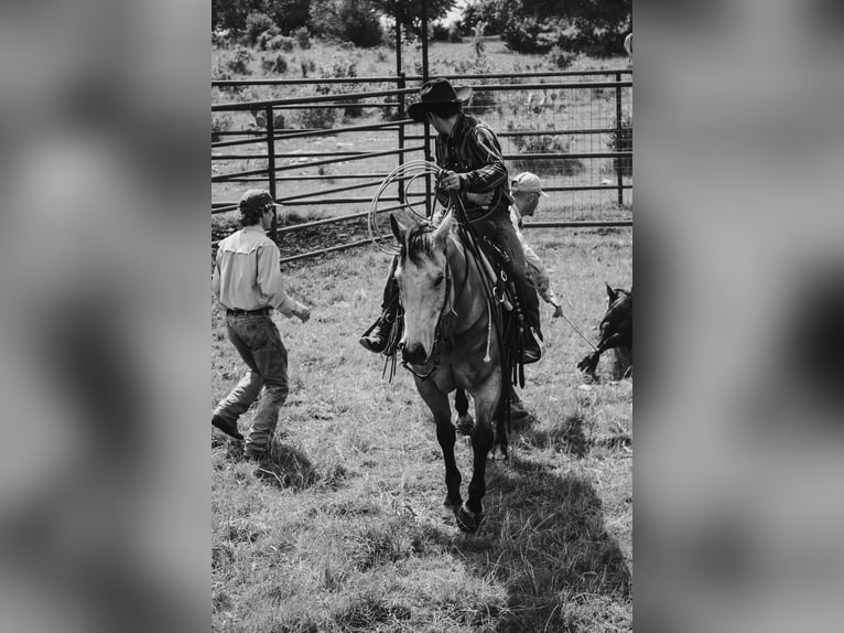 American Quarter Horse Castrone 6 Anni Pelle di daino in Killeen