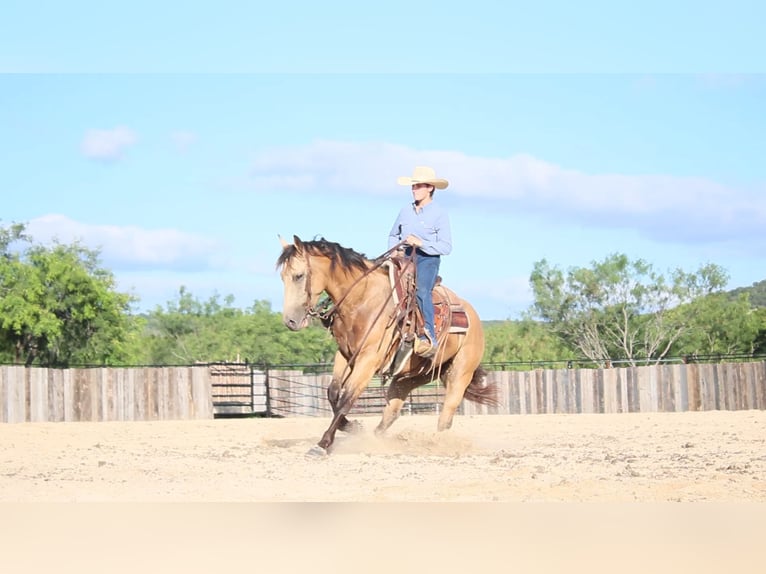 American Quarter Horse Castrone 6 Anni Pelle di daino in Killeen