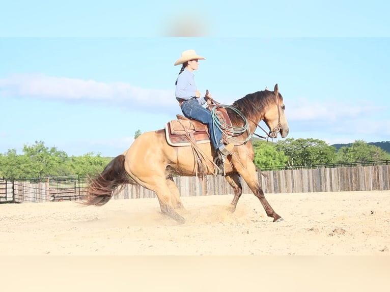 American Quarter Horse Castrone 6 Anni Pelle di daino in Killeen
