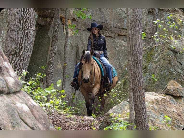 American Quarter Horse Castrone 6 Anni Pelle di daino in Robards, KY