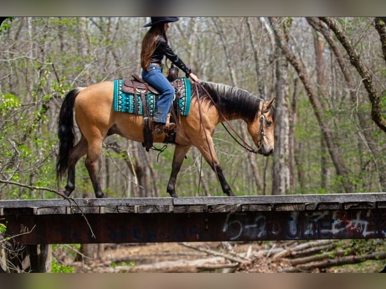 American Quarter Horse Castrone 6 Anni Pelle di daino in Robards, KY