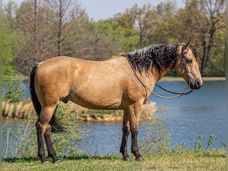 American Quarter Horse Castrone 6 Anni Pelle di daino in Robards, KY