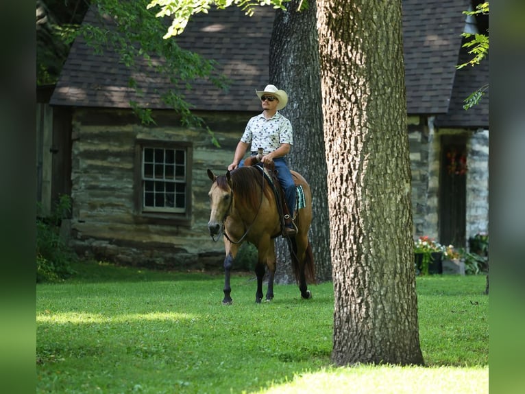 American Quarter Horse Castrone 6 Anni Pelle di daino in Buffalo