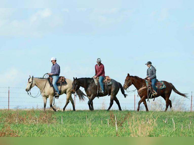 American Quarter Horse Castrone 6 Anni Pelle di daino in Purdy