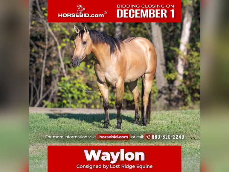 American Quarter Horse Castrone 6 Anni Pelle di daino in Sedalia