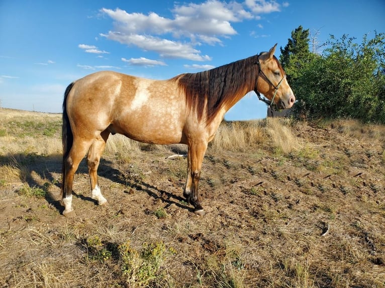 American Quarter Horse Castrone 6 Anni Pelle di daino in Broadwater, NE
