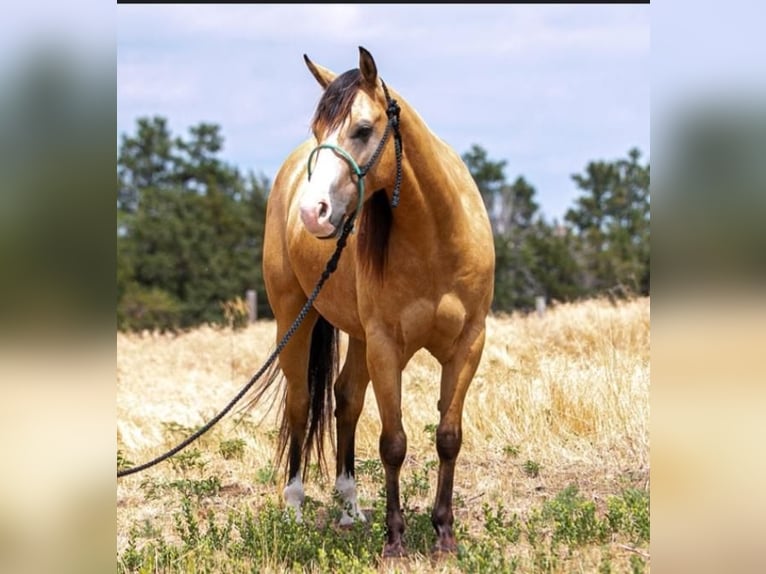 American Quarter Horse Castrone 6 Anni Pelle di daino in Broadwater, NE