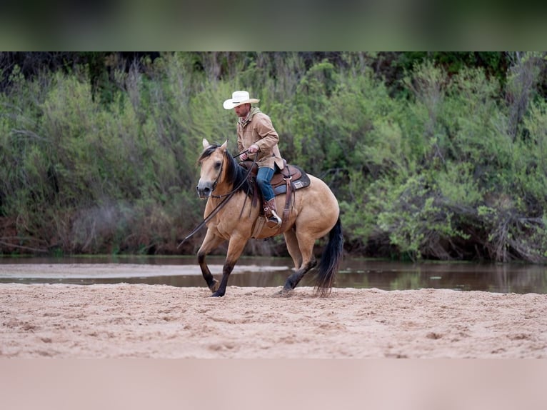 American Quarter Horse Castrone 6 Anni Pelle di daino in Canyon, TX