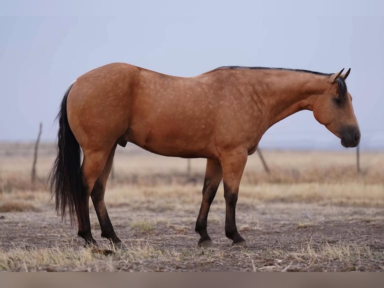 American Quarter Horse Castrone 6 Anni Pelle di daino in Canyon, TX