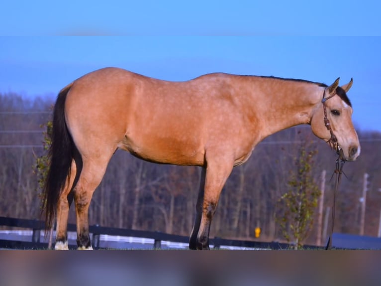 American Quarter Horse Castrone 6 Anni Pelle di daino in Fredericksburg, OH