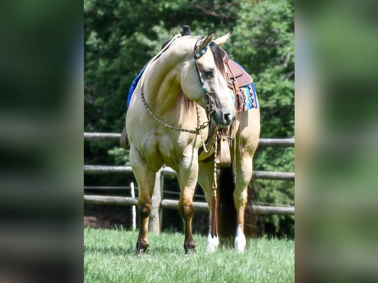 American Quarter Horse Castrone 6 Anni Pelle di daino in Sedalia, MO