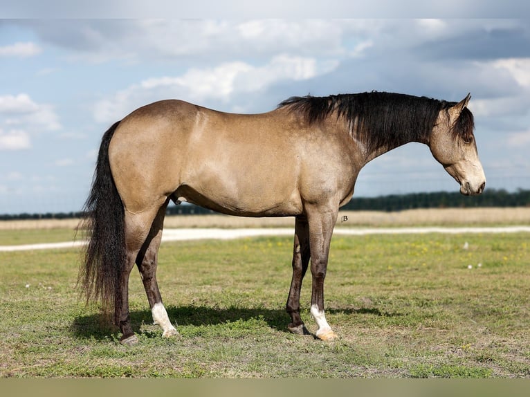 American Quarter Horse Castrone 6 Anni Pelle di daino in Troy