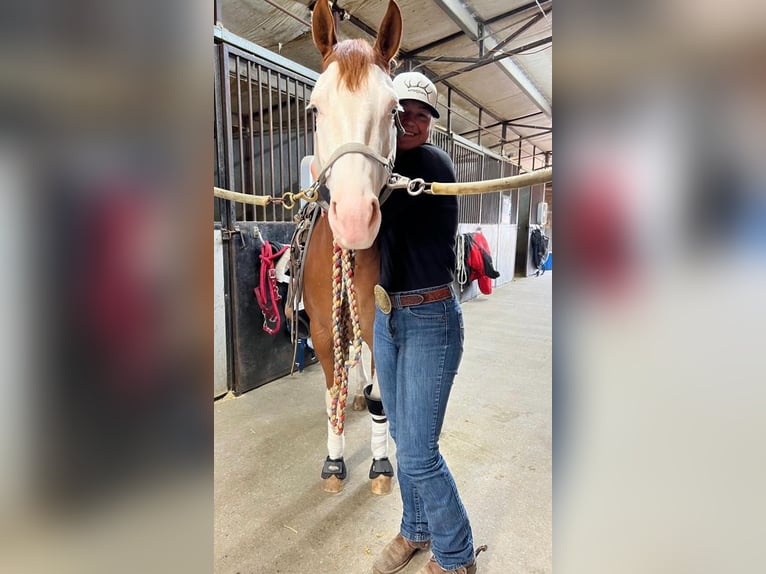 American Quarter Horse Mix Castrone 6 Anni Pezzato in Wray