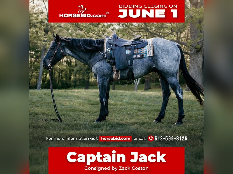American Quarter Horse Castrone 6 Anni Roano blu in Mill Shoals
