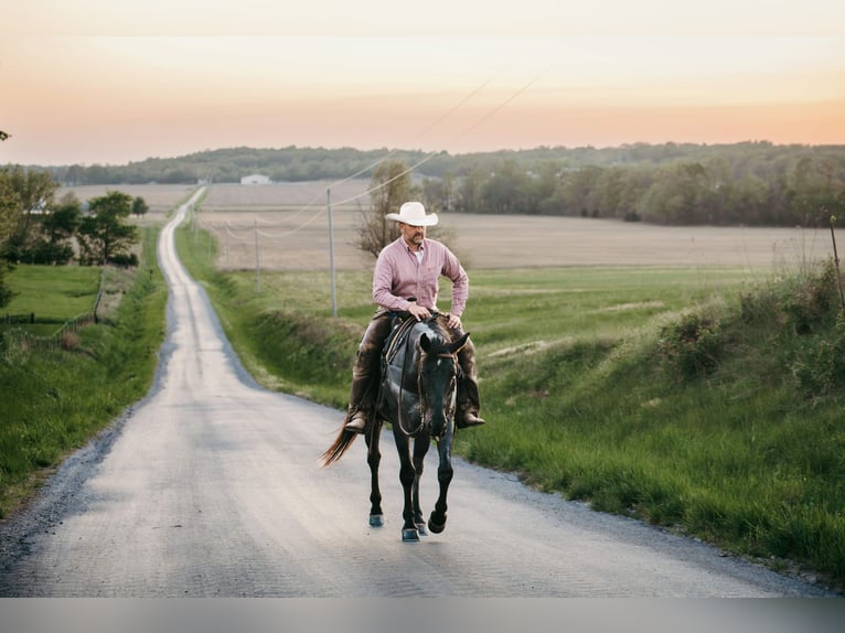 American Quarter Horse Castrone 6 Anni Roano blu in Mill Shoals