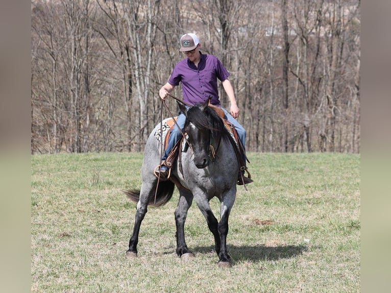 American Quarter Horse Castrone 6 Anni Roano blu in Mount Vernon