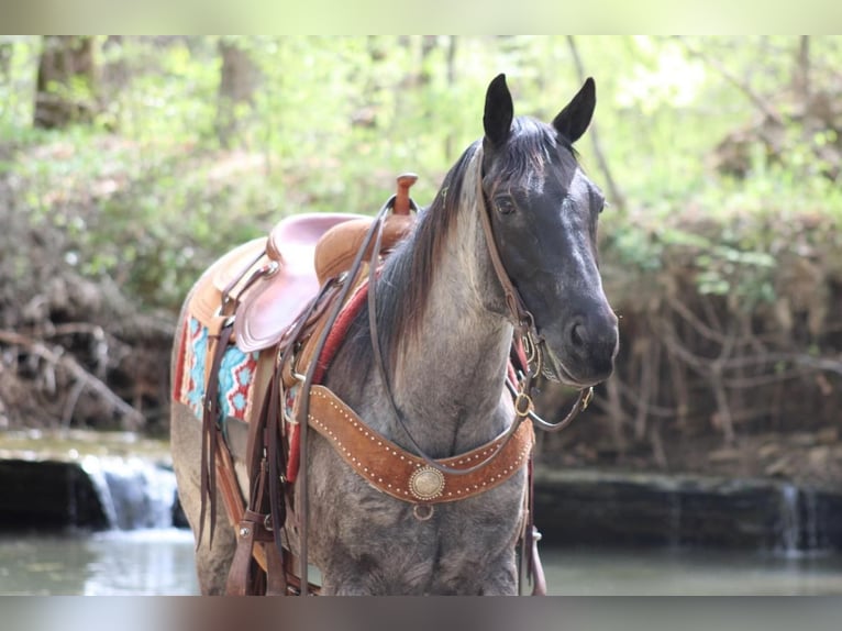 American Quarter Horse Castrone 6 Anni Roano blu in Sonora, KY