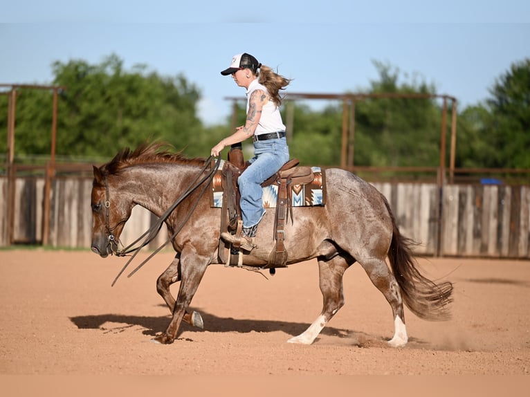 American Quarter Horse Castrone 6 Anni Roano rosso in Waco