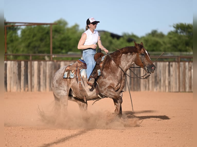 American Quarter Horse Castrone 6 Anni Roano rosso in Waco