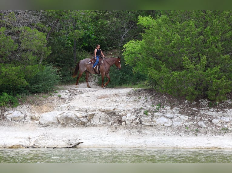 American Quarter Horse Castrone 6 Anni Roano rosso in Forney