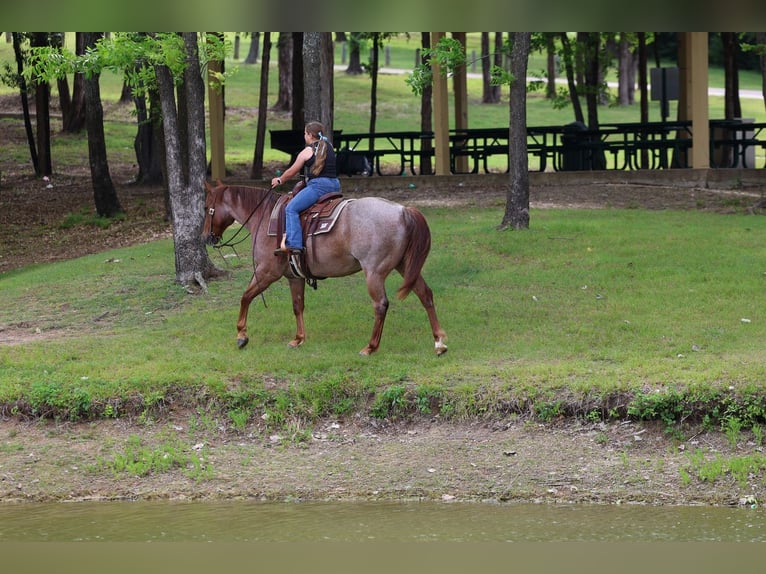 American Quarter Horse Castrone 6 Anni Roano rosso in Forney