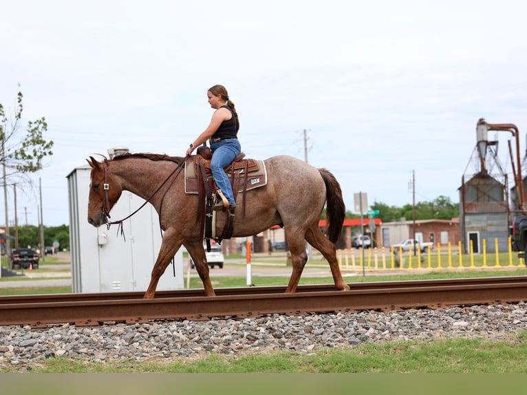 American Quarter Horse Castrone 6 Anni Roano rosso in Forney