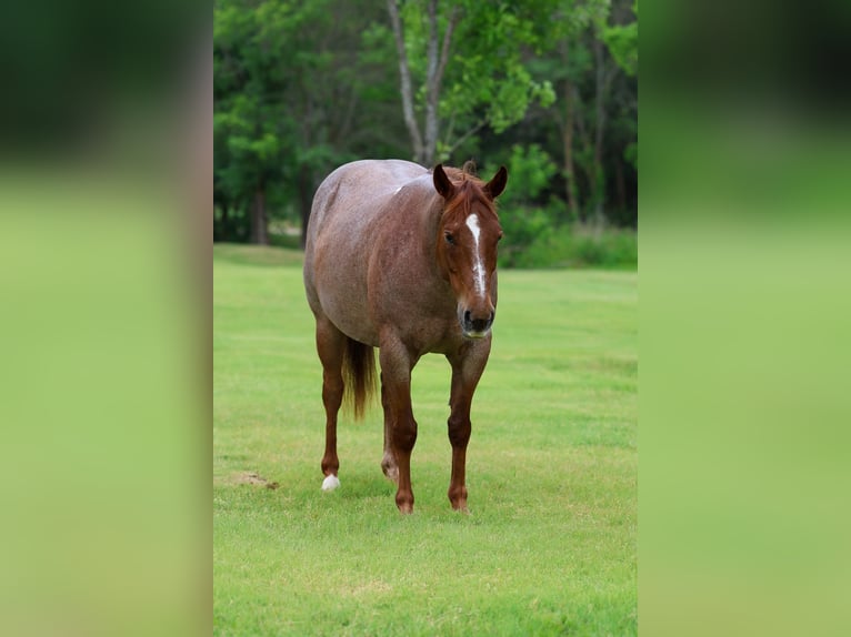 American Quarter Horse Castrone 6 Anni Roano rosso in Forney
