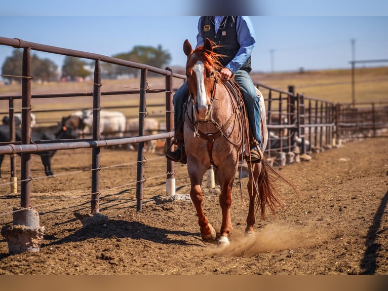 American Quarter Horse Castrone 6 Anni Roano rosso in Amarillo