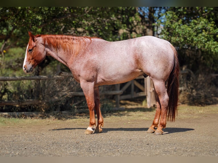 American Quarter Horse Castrone 6 Anni Roano rosso in Amarillo