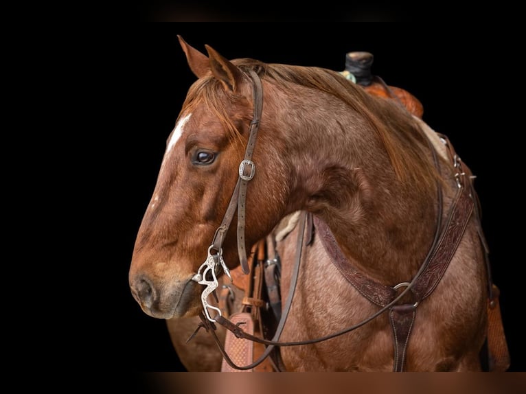 American Quarter Horse Castrone 6 Anni Roano rosso in Decorah, IA