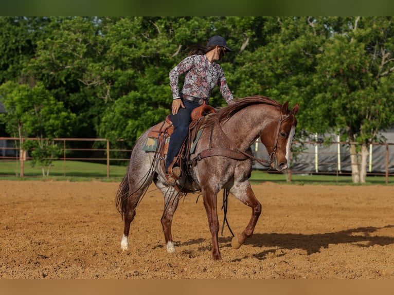 American Quarter Horse Castrone 6 Anni Roano rosso in Rusk