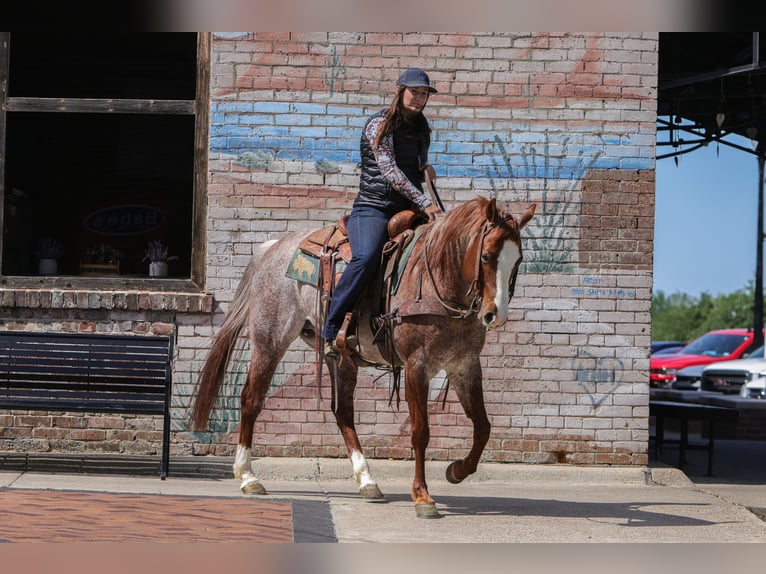 American Quarter Horse Castrone 6 Anni Roano rosso in Rusk