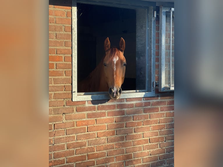 American Quarter Horse Castrone 6 Anni Sauro in Woudenberg
