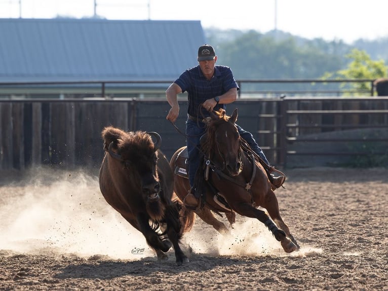 American Quarter Horse Castrone 6 Anni Sauro ciliegia in Waco
