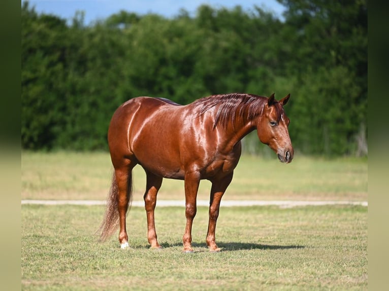 American Quarter Horse Castrone 6 Anni Sauro ciliegia in Waco