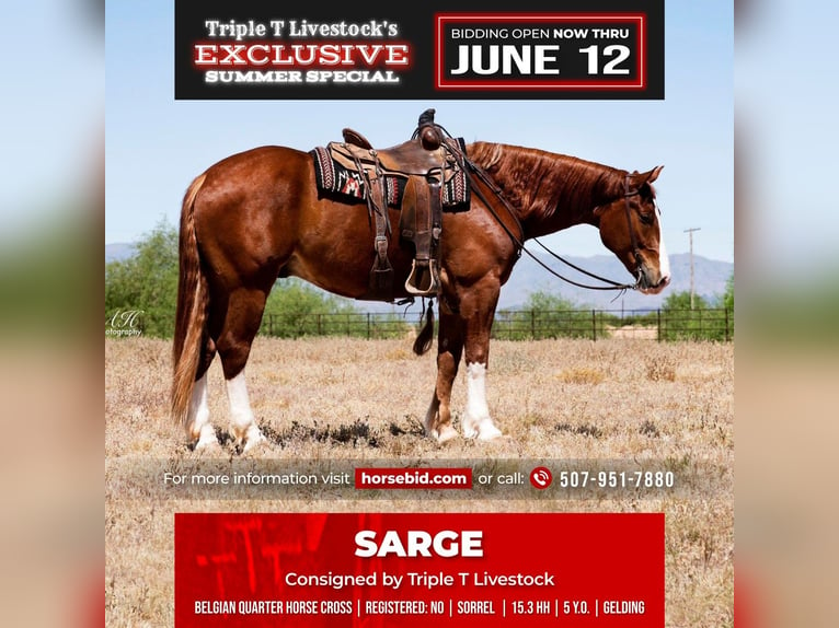 American Quarter Horse Mix Castrone 6 Anni Sauro ciliegia in Buffalo, WY
