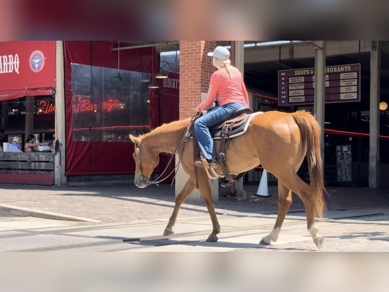 American Quarter Horse Castrone 6 Anni Sauro ciliegia in Weatherford TX