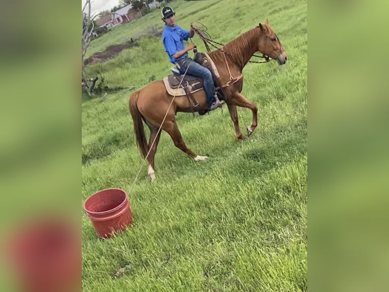 American Quarter Horse Castrone 6 Anni Sauro ciliegia in Weatherford TX