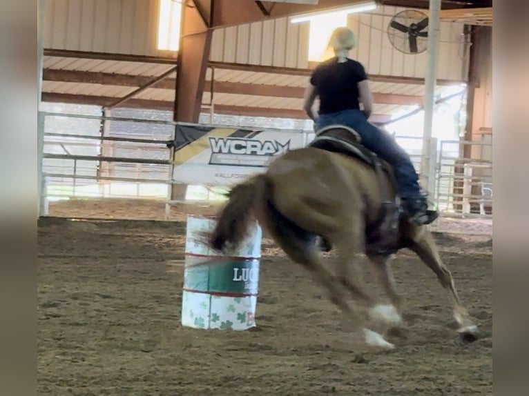 American Quarter Horse Castrone 6 Anni Sauro ciliegia in Weatherford TX