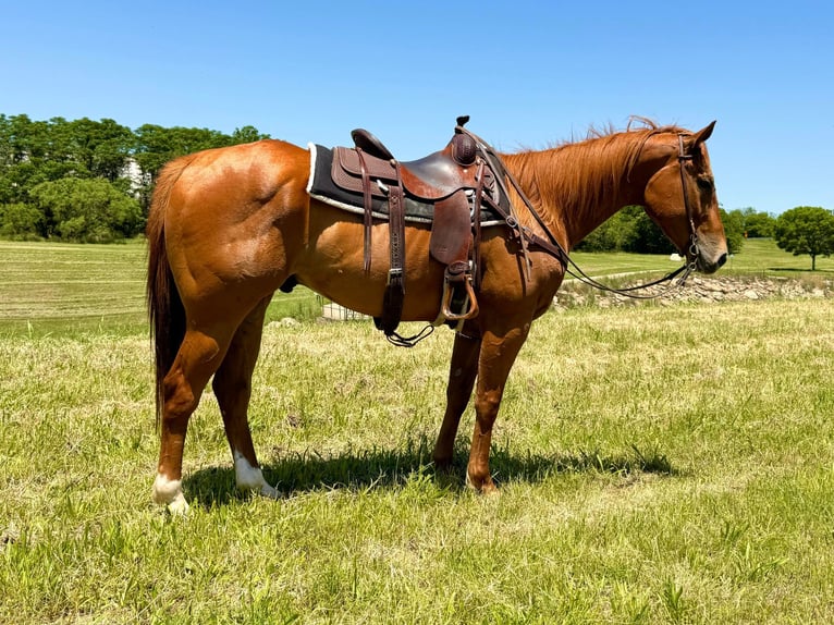 American Quarter Horse Castrone 6 Anni Sauro ciliegia in Weatherford TX