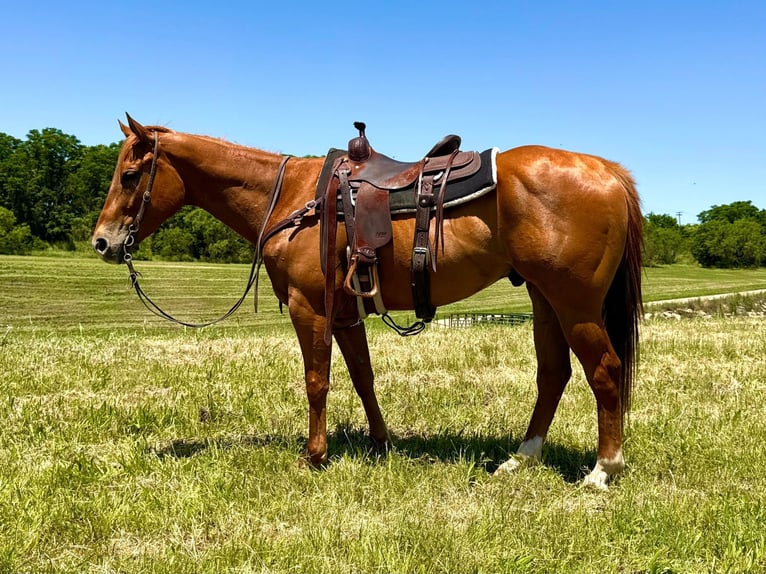 American Quarter Horse Castrone 6 Anni Sauro ciliegia in Weatherford TX