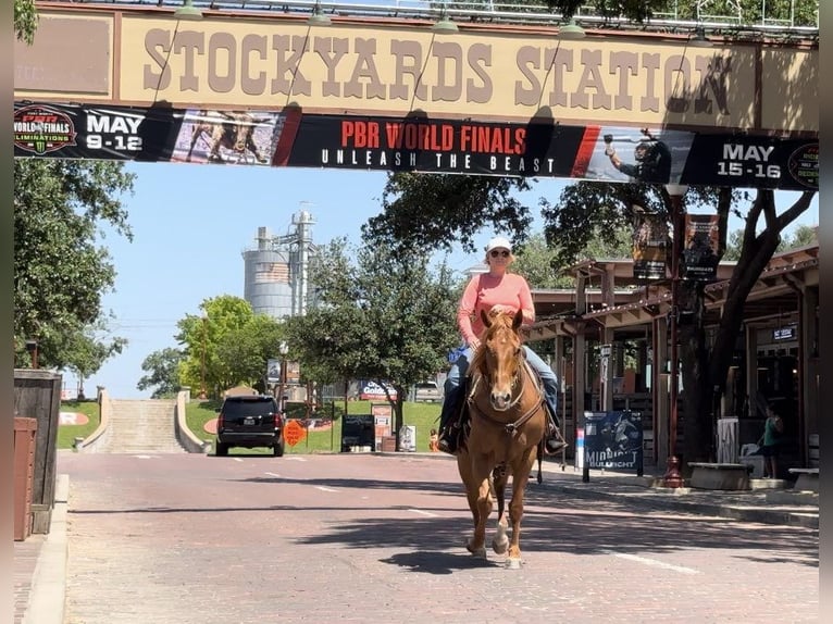 American Quarter Horse Castrone 6 Anni Sauro ciliegia in Weatherford TX