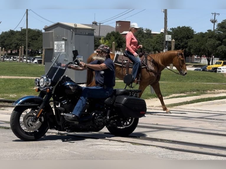 American Quarter Horse Castrone 6 Anni Sauro ciliegia in Weatherford TX