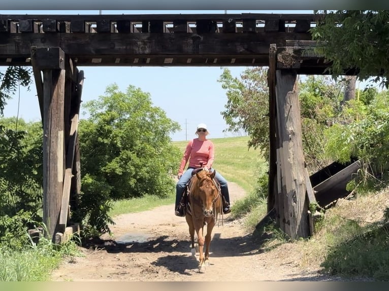 American Quarter Horse Castrone 6 Anni Sauro ciliegia in Weatherford TX