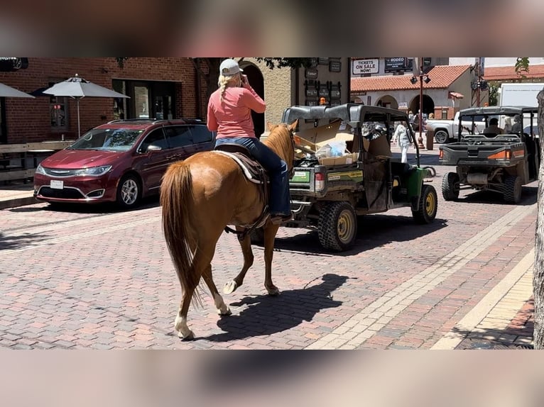 American Quarter Horse Castrone 6 Anni Sauro ciliegia in Weatherford TX