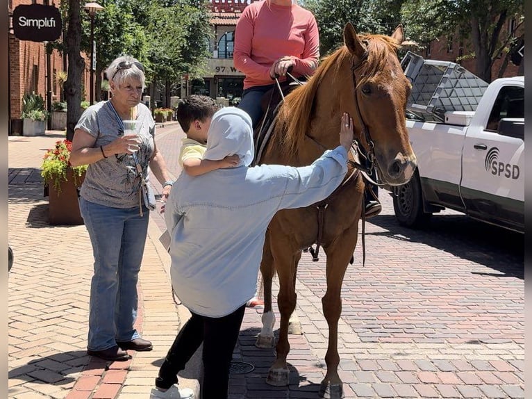 American Quarter Horse Castrone 6 Anni Sauro ciliegia in Weatherford TX